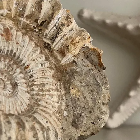 Cyril Magnifique Provencale *